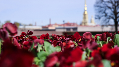 Александр Беглов: Началось весеннее цветочное оформление города ко Дню Победы