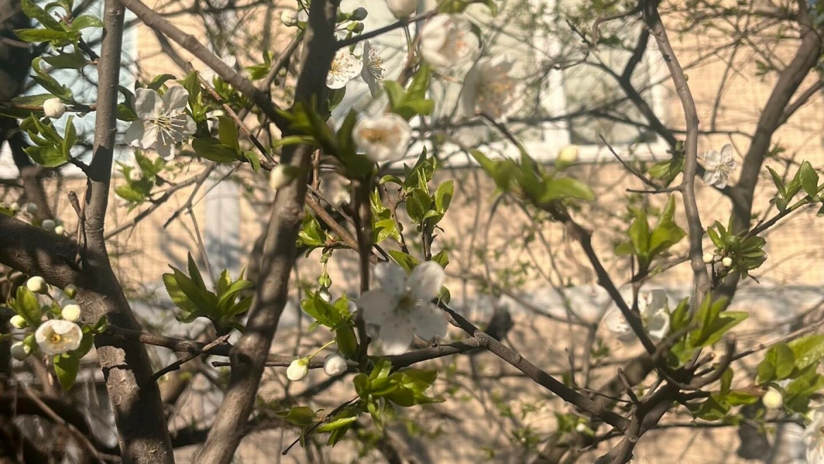 В Купчино зацвела вишня - tvspb.ru