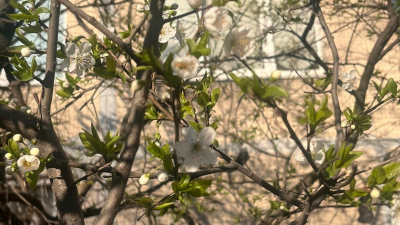 В Купчино зацвела вишня