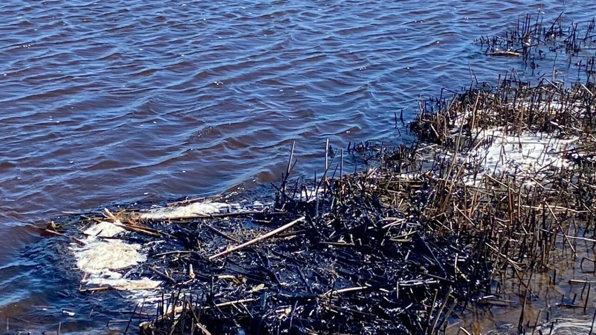 В Кургальском заказнике произошло загрязнение нескольких километров берега - tvspb.ru