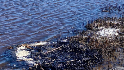 В Кургальском заказнике произошло загрязнение нескольких километров берега