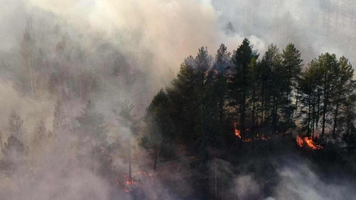 Нижне-Свирский заповедник оказался в окружении пожаров - tvspb.ru