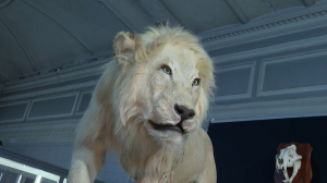 «Африканская коллекция»: выставка новых экспонатов, которым пополнился Зоологический музей