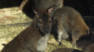 Кенгу-бум: сразу четыре кенгуру Беннетта в Ленинградском зоопарке стали мамами