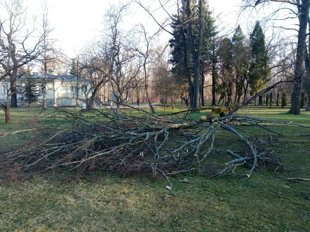 Липы, тополя и «жёлтый» уровень опасности: где в Петербурге ветер повалил деревья — и куда звонить, если прилетело - tvspb.ru