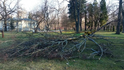 Липы, тополя и «жёлтый» уровень опасности: где в Петербурге ветер повалил деревья — и куда звонить, если прилетело