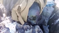 Водоканал показал видео спасённой на Ладоге краснокнижной нерпы