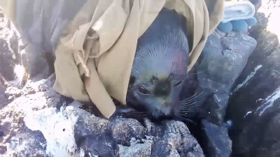 Водоканал показал видео спасённой на Ладоге краснокнижной нерпы