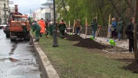 Зелёный каркас Петербурга: в центре города высаживают первые 433 дерева по новой программе