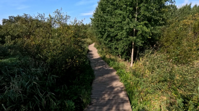 Александр Беглов: Петербург и Ленинградскую область объединит зелёный пояс площадью свыше 170 тыс. гектаров