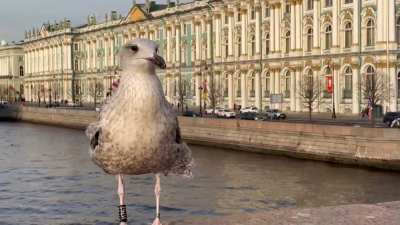 «Самая голодная чайка» Петербурга стала звездой Дворцового моста