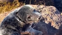 «Злющий зубастый дракон»: в Центре сохранения морских млекопитающих появился новый обитатель