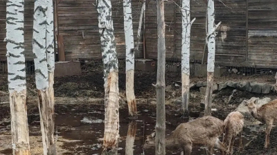 Шашлычная с медведями: в Томске хотят изъять диких животных из кафе