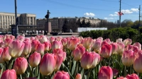 Московский проспект утонул в розовом и белом: в Петербурге расцвели тюльпаны