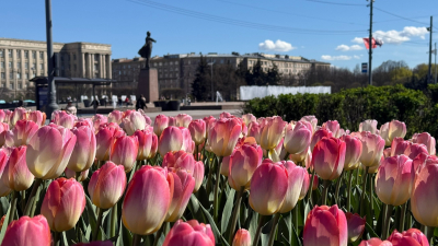 Московский проспект утонул в розовом и белом: в Петербурге расцвели тюльпаны