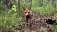 Четырех лисиц, ястреба и неясыть выпустили в дикую природу в Ленобласти