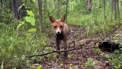 Четырех лисиц, ястреба и неясыть выпустили в дикую природу в Ленобласти