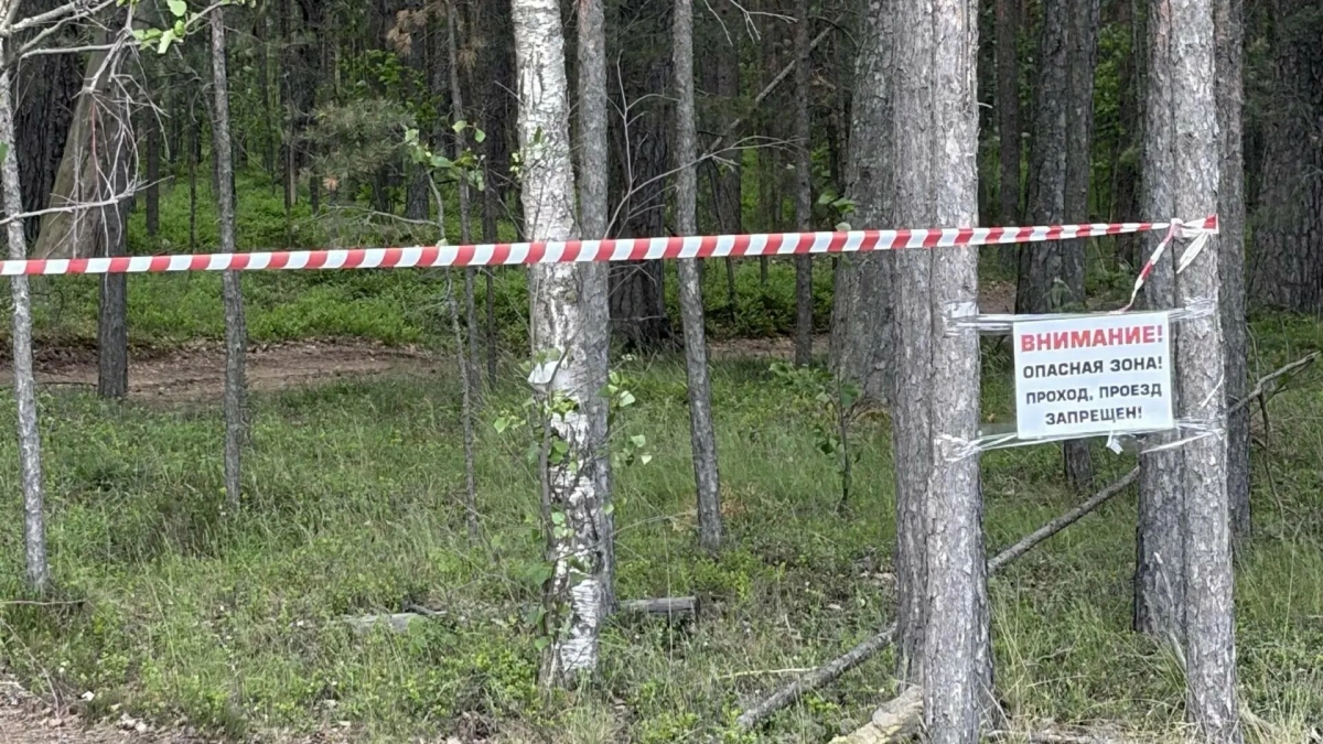 Вход в лес между Большой Ижорой и Лебяжьим ограничили до особого распоряжения - tvspb.ru