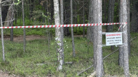 Вход в лес между Большой Ижорой и Лебяжьим ограничили до особого распоряжения