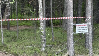 Вход в лес между Большой Ижорой и Лебяжьим ограничили до особого распоряжения