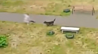 Полицейские нашли владельца служебной собаки, которая напала на ребёнка в Шлиссельбурге