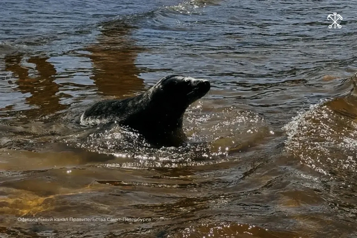 250 спасённых ластоногих вернулись в Балтийское море - tvspb.ru