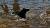 250 спасённых ластоногих вернулись в Балтийское море