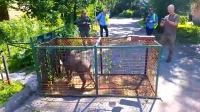 Двух молодых кабанов, замеченных у станции метро «Беговая», отловили и вернули в лес