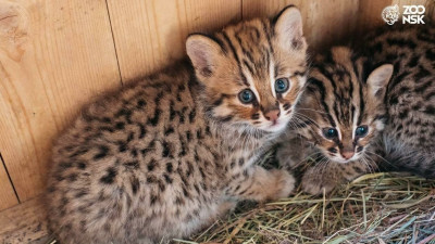 В Новосибирском зоопарке родились дальневосточные котята