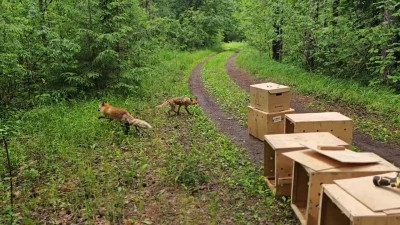 Под Петербургом вернулись в природу четыре лисицы, ястреб и неясыть
