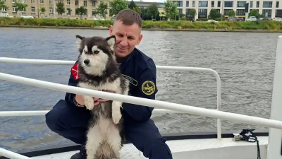 На Неве спасали собаку Лею, сбежавшую с Ладожского вокзала
