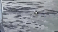 На Неве спасли из воды собаку Лею, которая сбежала с Ладожского вокзала
