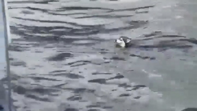 На Неве спасли из воды собаку Лею, которая сбежала с Ладожского вокзала