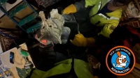 В «Кошкиспасе» рассказали подробности трёхдневной спецоперации по спасению кота Кузи