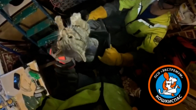В «Кошкиспасе» рассказали подробности трёхдневной спецоперации по спасению кота Кузи