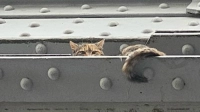 Волонтёры «Кошкиспас» спасли кошку с Большеохтинского моста