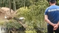 В Московской области спасли 12 кабанов, упавших в заброшенный бетонный бассейн