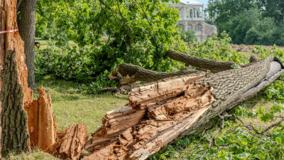 Царское Село будет устранять последствия субботнего урагана не меньше двух недель