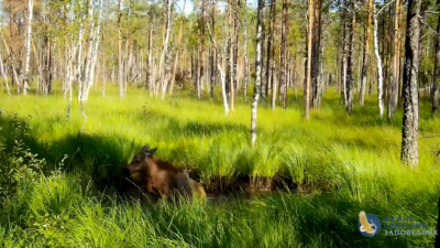 В России почти вдвое сократилась площадь лесных пожаров