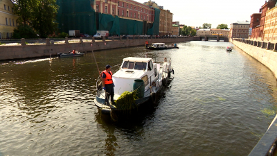 В Петербурге продолжают выкашивать водную растительность 
