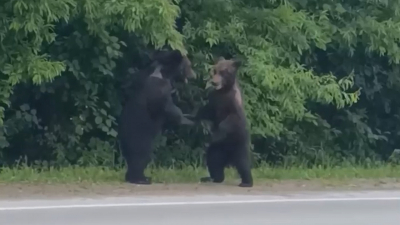 На Сахалине спасли двух медвежат, которые месяц выпрашивали еду у трассы