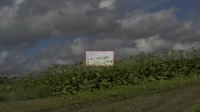 Борщевик нашли на 60 участках в Петербурге