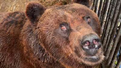 Медведь Кузя, у которого отказали задние лапы, прилетел в Москву на лечение
