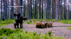 Лесные новости: любопытные щенки енотовидной собаки, пока ещё «гадкий утёнок» у лебедей Пискарёвского пруда и неожиданная встреча лося и семейства диких кабанов