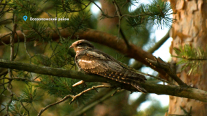Кто такой —  козодой, почему лиса не сбросила шубу и чем занят папа двух лосят — свежие лесные новости от Павла Глазкова