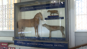 Чернополосый геррозавр и другие старожилы: Зоологический музей отмечет день рождения