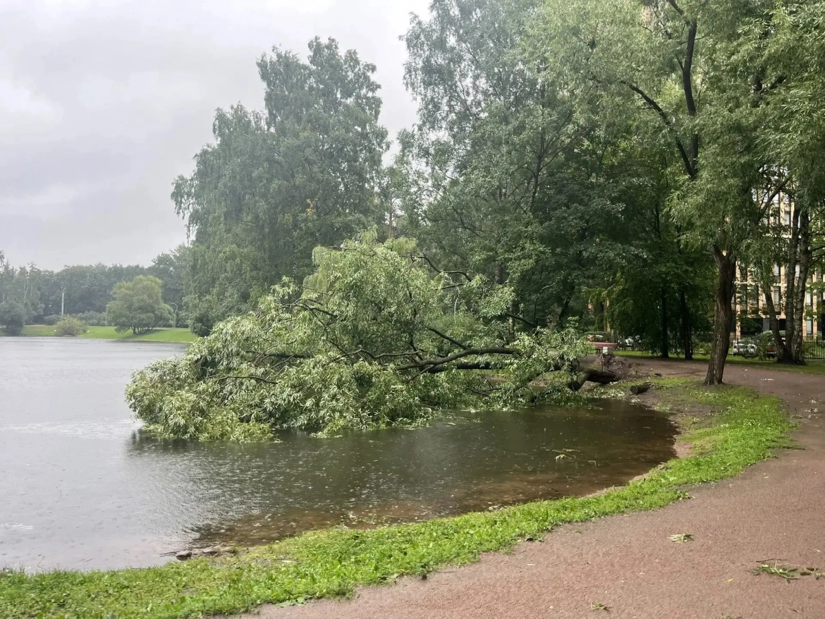 Сильный ливень и ветер обрушились на Петербург 19 августа: куда сообщать о последствиях - tvspb.ru