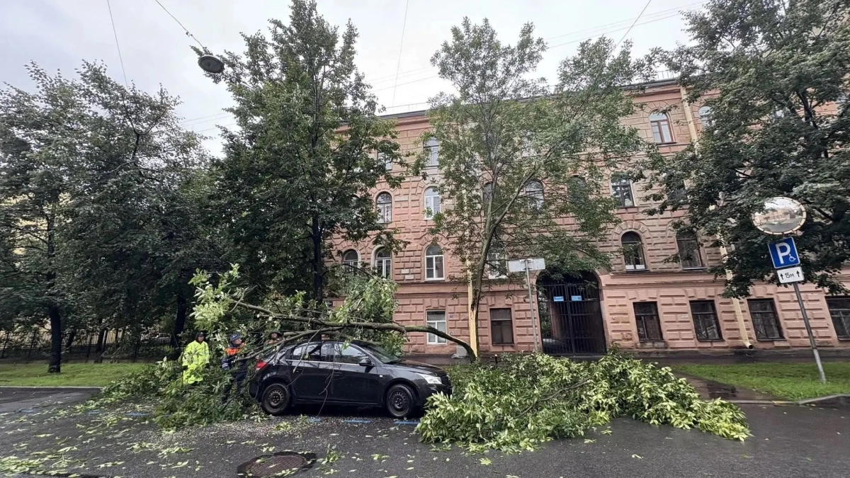 20 деревьев не выдержали ветра в Петербурге - tvspb.ru