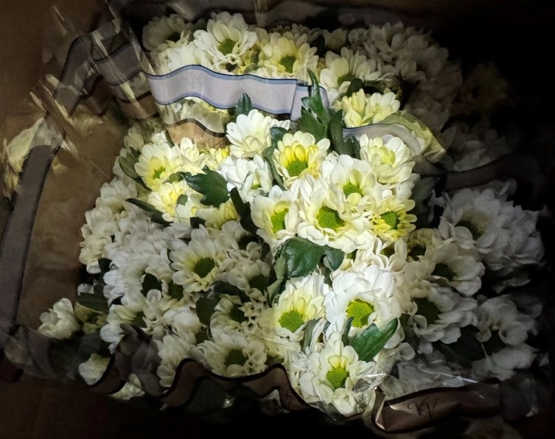 В Петербурге задержали партию голландских хризантем с опасным вредителем - tvspb.ru
