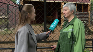 Вот ты какой: в Ленинградском зоопарке подбирают имена юному пополнению в семействе Северных оленей